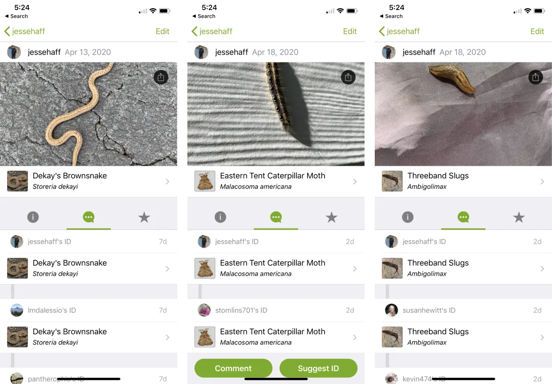 Nature photos from iNaturalist